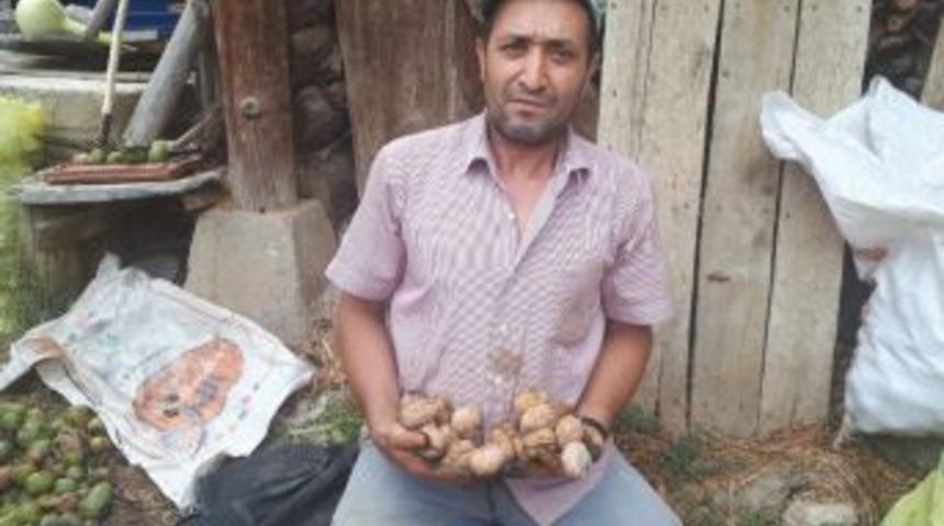 10 Adet Ceviz 1 Kilogram Geliyor