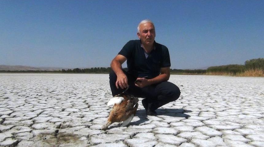 Erciş&rsquo;te Kuş &Ouml;l&uuml;mleri Tedirgin Ediyor