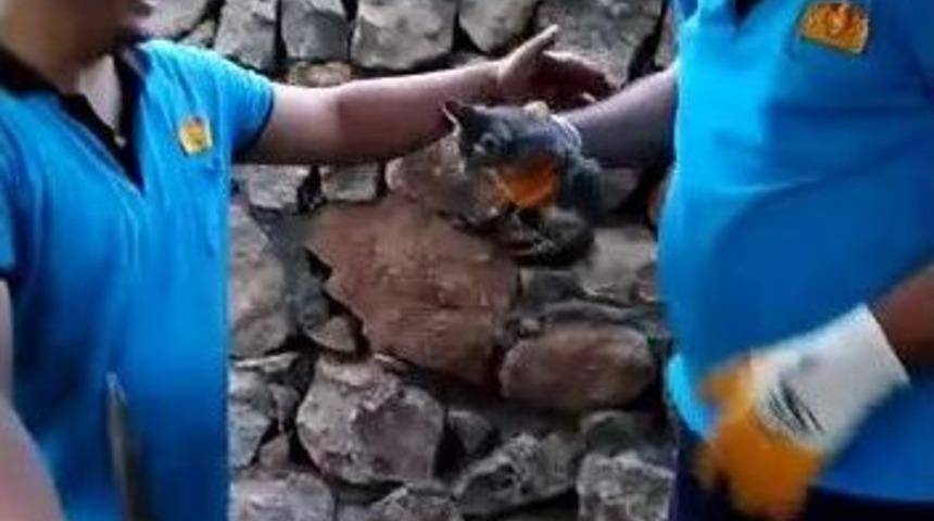 İki Duvar Arasına Sıkışan Yavru Kedi İtfaiye Ekiplerince Kurtarıldı