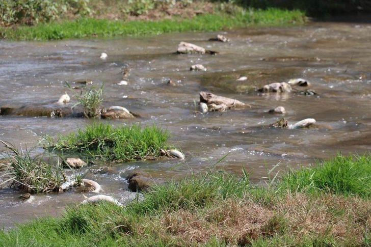 Kızılırmak’taki Balık Ölümleriyle İlgili İnceleme Başlatıldı G3