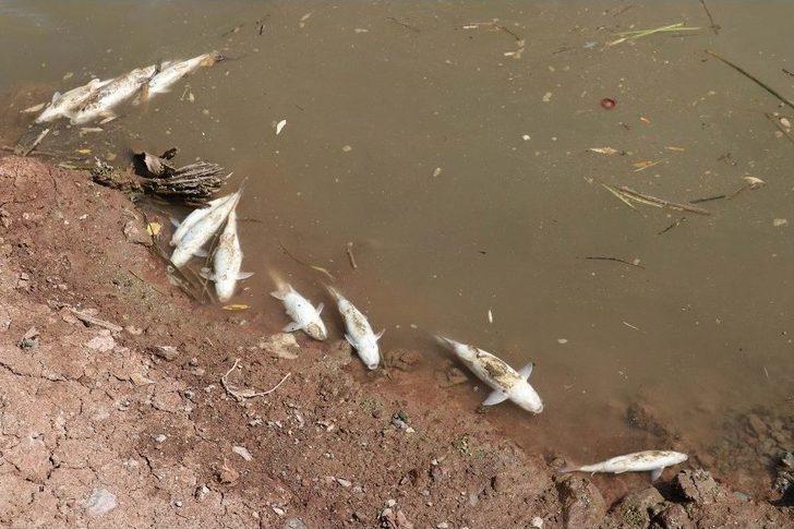 Kızılırmak’taki Balık Ölümleriyle İlgili İnceleme Başlatıldı G4