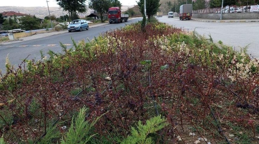 &Ccedil;ankırı Belediyesi İş G&uuml;c&uuml; Ve Sudan Tasarruf Edecek