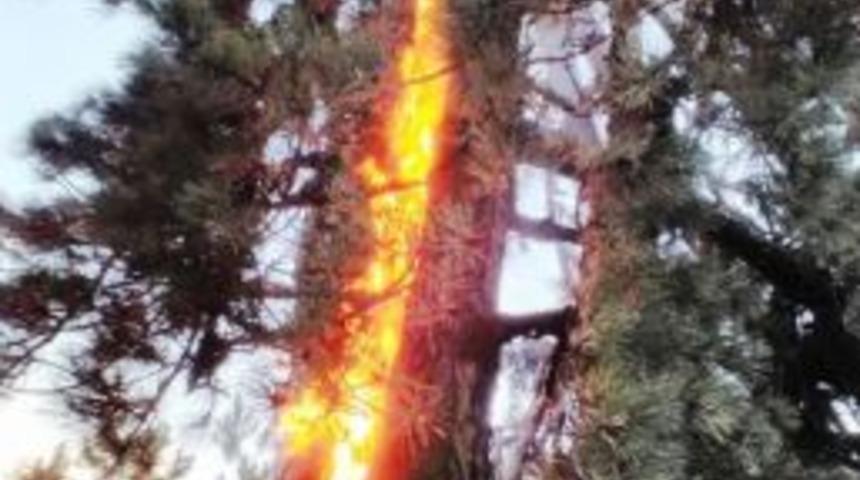 Aydın Ve Muğla&rsquo;da Yıldırım Yangınları Artış G&ouml;sterdi