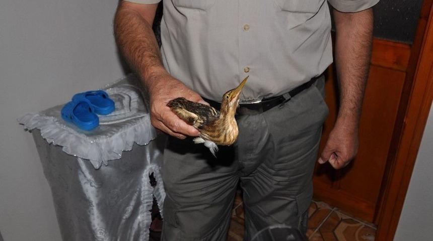 Yaralı İran Balık&ccedil;ıl Kuşu Bulundu