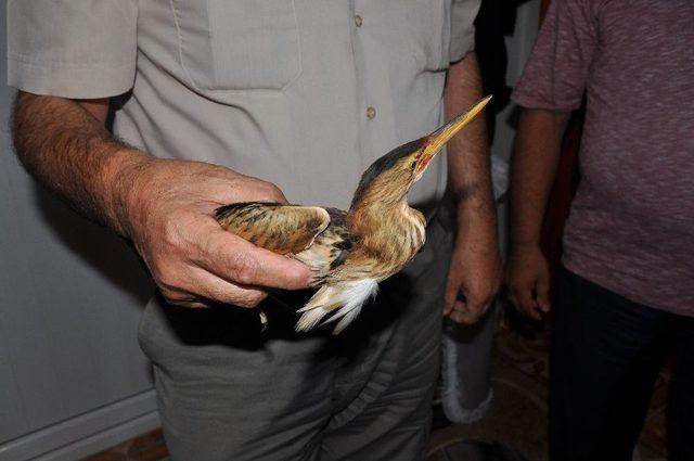 Yaralı İran Balıkçıl Kuşu Bulundu