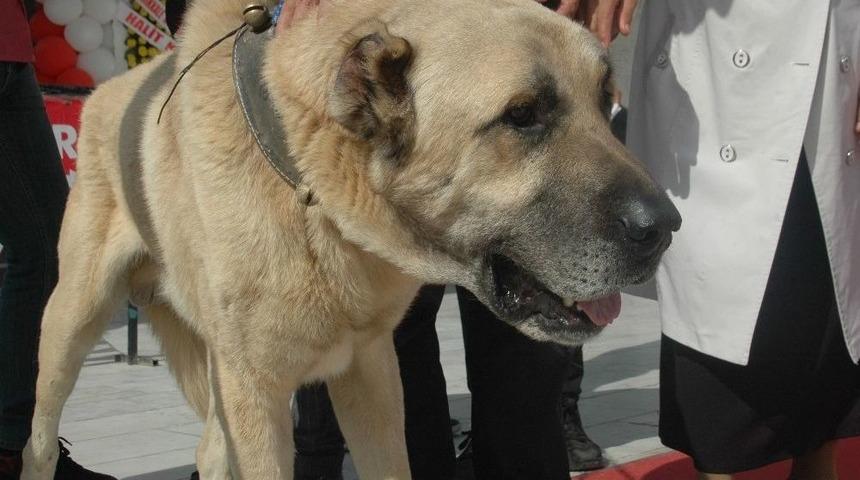 Ankara&rsquo;da Sivas G&uuml;nleri