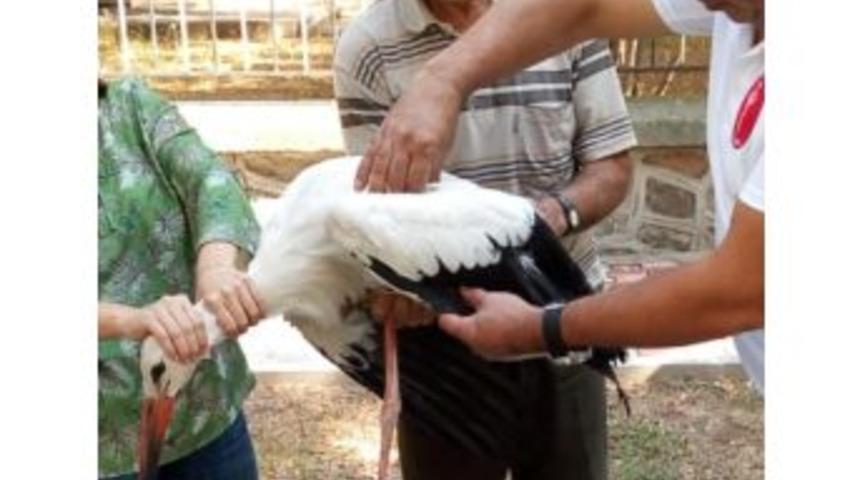 Yaralı Leylek Tedavi Edildi