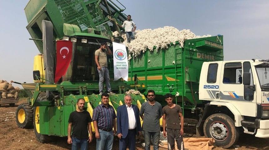 Viranşehir&rsquo;de Pamuk Hasadı Başladı