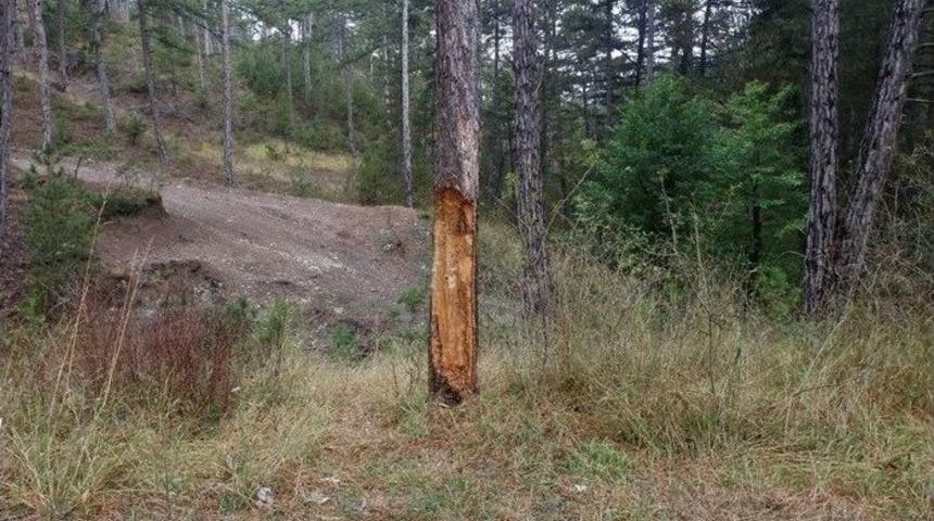 &Ccedil;ıra İ&ccedil;in Oyulan Ağa&ccedil; Tedavi Edildi