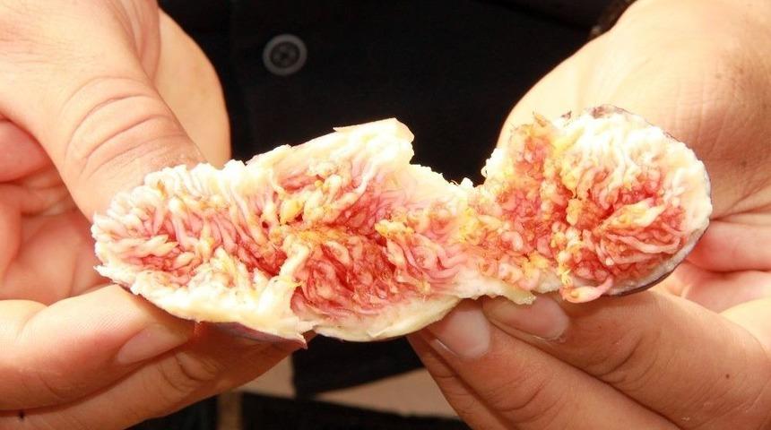 Hasat Sonrası Kayıplar Son Buluyor