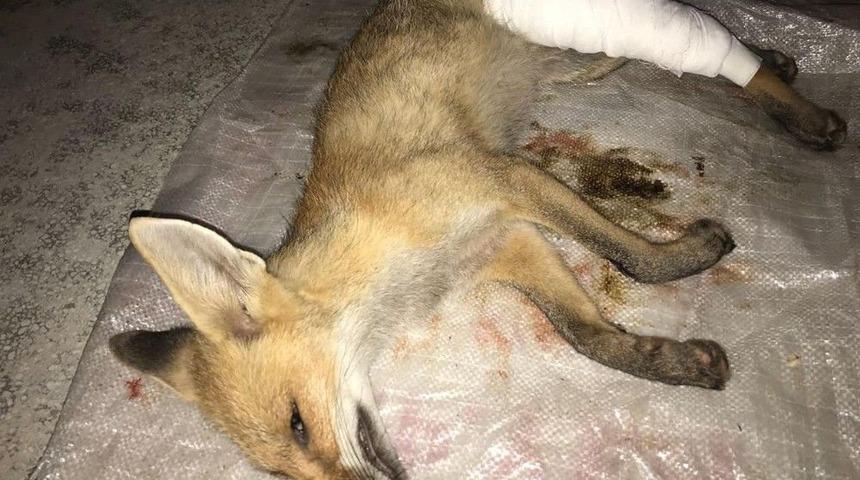 Kastamonu&rsquo;da Yaralı Tilki Tedavi Altına Alındı