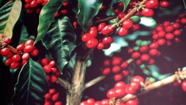 Kahve çekirdeği nasıl elde edilir?