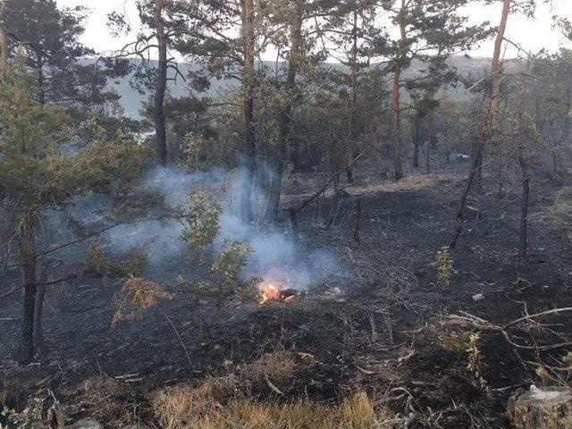 Yozgat’ta Orman Yangını