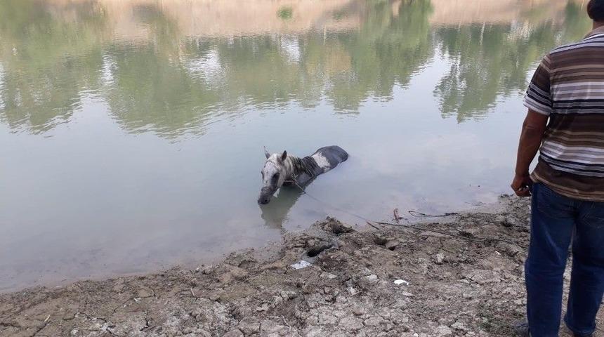 Nehre D&uuml;şen Atı İtfaiye Ekipleri Kurtardı