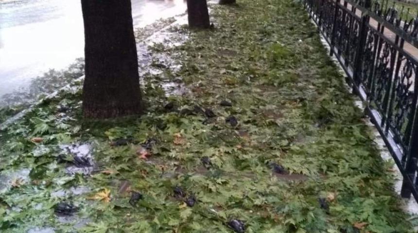 Kastamonu&rsquo;da Dolu Yağışı Kuşları Da Telef Etti