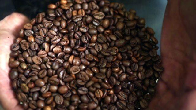 Kahve hangi iklimde yetişir?