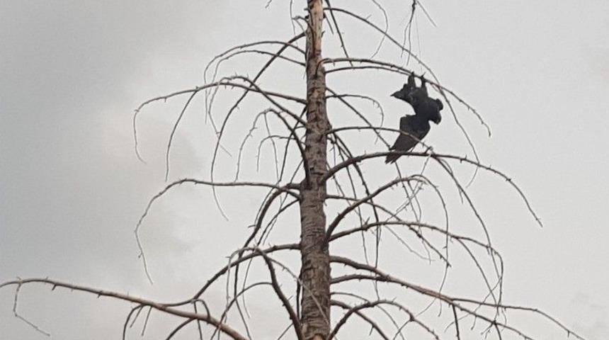 Ağa&ccedil;ta Asılı Kalan Kargayı İtfaiye Kurtardı