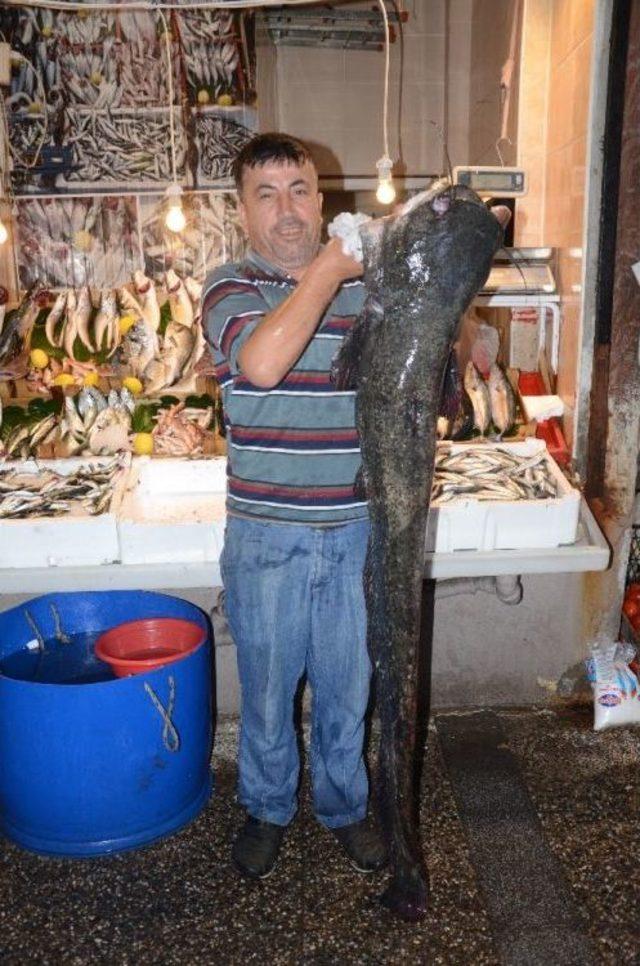 Derede Yakalanan 1,5 Metre Uzunluğundaki Balık Şaşkına Çevirdi