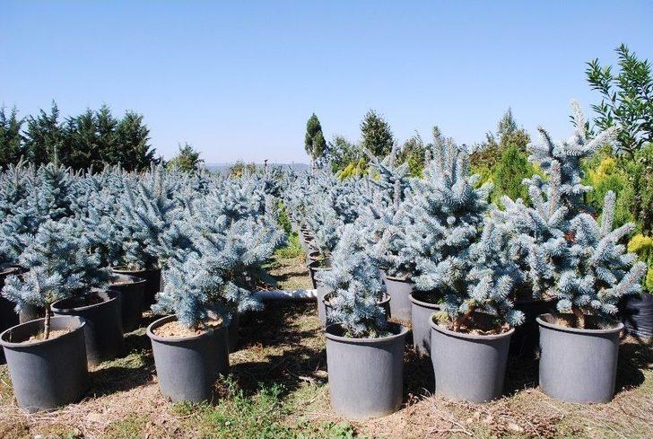 (özel) İstanbul Yeni Havalimanını Manisa’nın Fidanları Süsleyecek G1