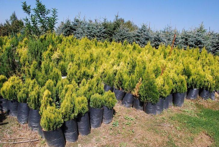 (özel) İstanbul Yeni Havalimanını Manisa’nın Fidanları Süsleyecek G2