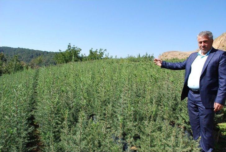 (özel) İstanbul Yeni Havalimanını Manisa’nın Fidanları Süsleyecek G5