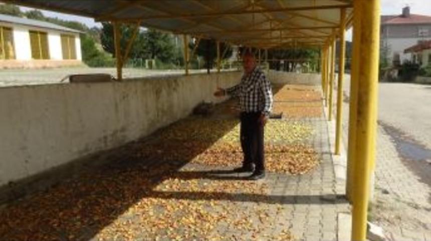 Organik Elma Kurusundan Vazgeçmiyorlar