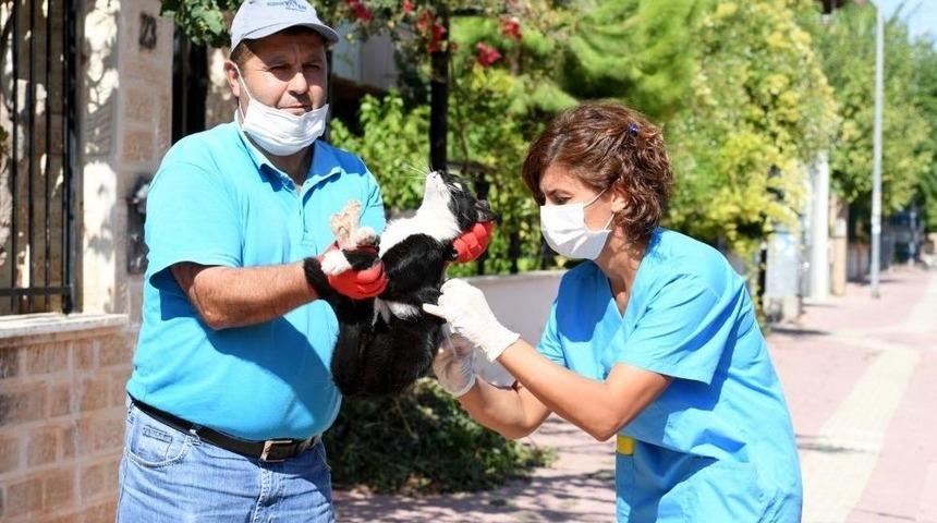 Konyaaltı Belediyesi, Kuduz Aşısı Çalışması Başlattı