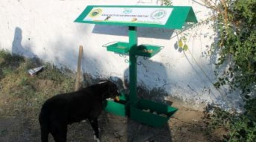 Sokak Hayvanları Unutulmadı