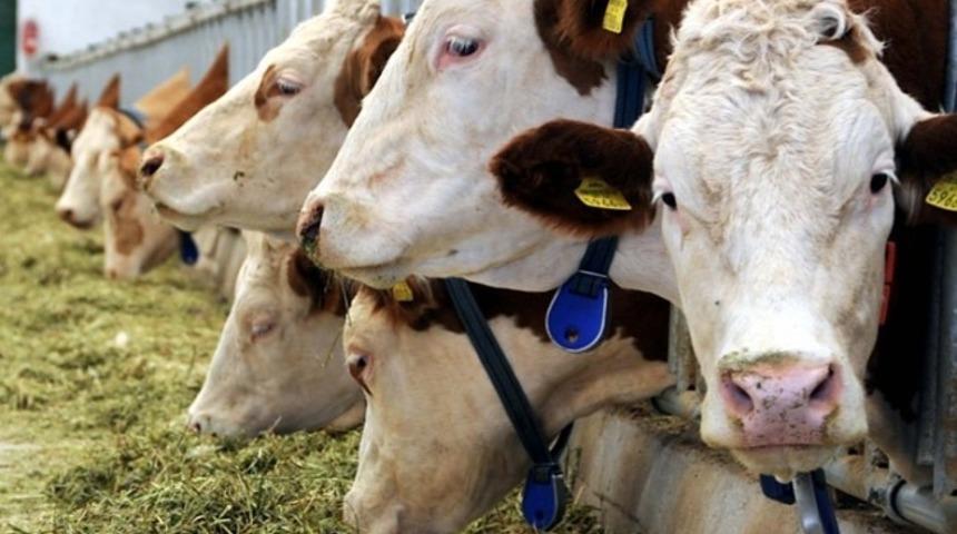 Muğla&rsquo;nın &lsquo;Hayvansal &Uuml;retim İstatistikleri&rsquo; a&ccedil;ıklandı