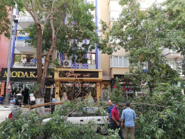 Malatya’da şiddetli fırtına ağaçları devirdi