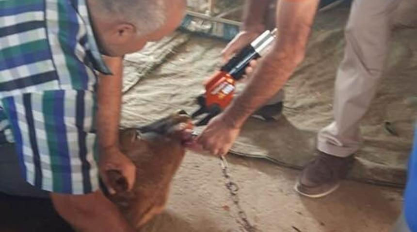 İneğin imdadına AFAD yetişti