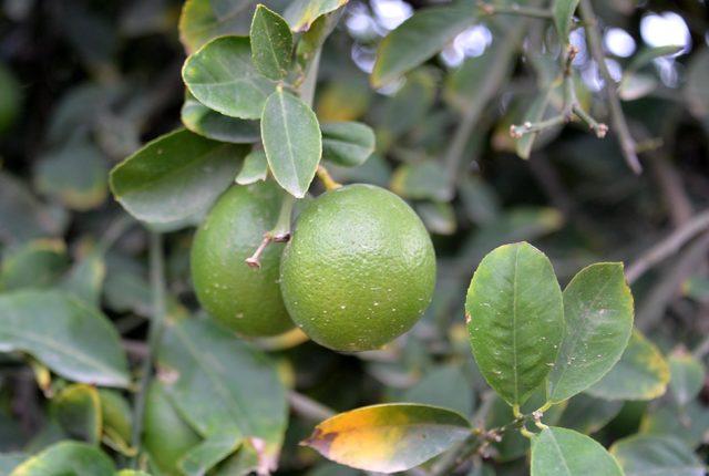 Türkiye'nin limon deposu Adana ve Mersin'de yüz güldüren hasat