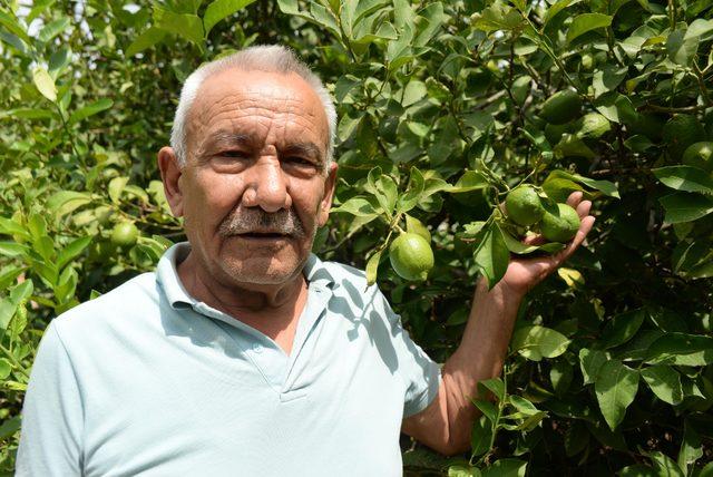 Türkiye'nin limon deposu Adana ve Mersin'de yüz güldüren hasat