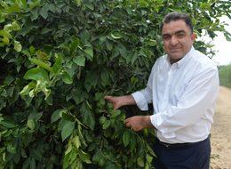 Türkiye'nin limon deposu Adana ve Mersin'de yüz güldüren hasat