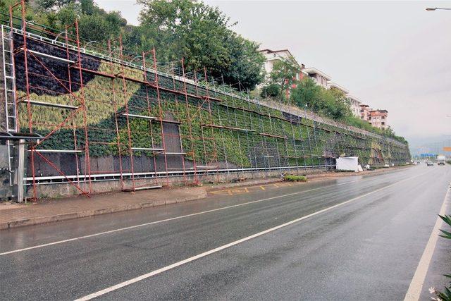 Karadeniz’in ilk dikey bahçesi Ordu’da