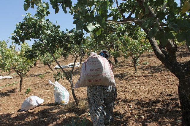 Siirt’te fıstık hasadı sürüyor