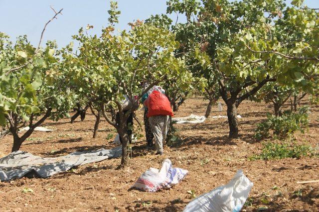 Siirt’te fıstık hasadı sürüyor