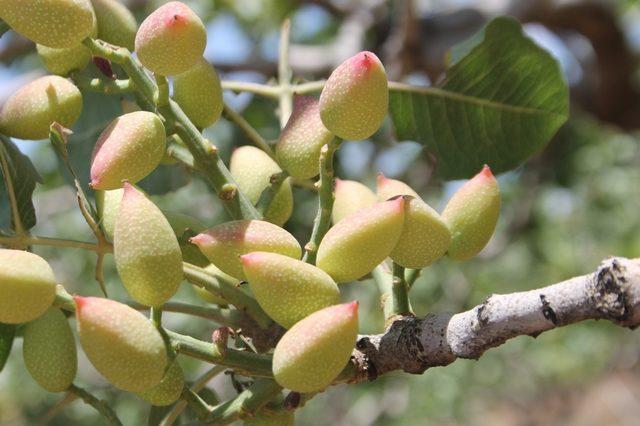 Siirt’te fıstık hasadı sürüyor