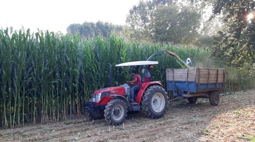 Simav Ovası&rsquo;nda silajlık mısır bereketi