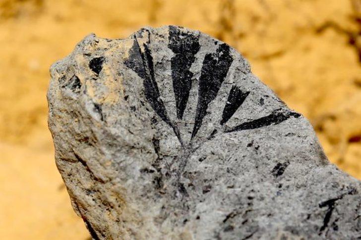 Türkiye'de ilk kez tespit edildi! İnceleniyor...  G2