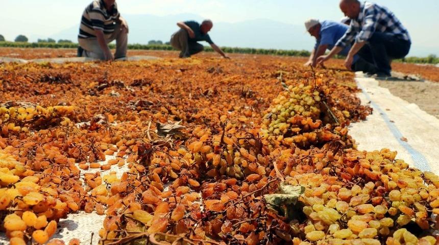 Tariş &uuml;z&uuml;m alım avans fiyatını artırdı