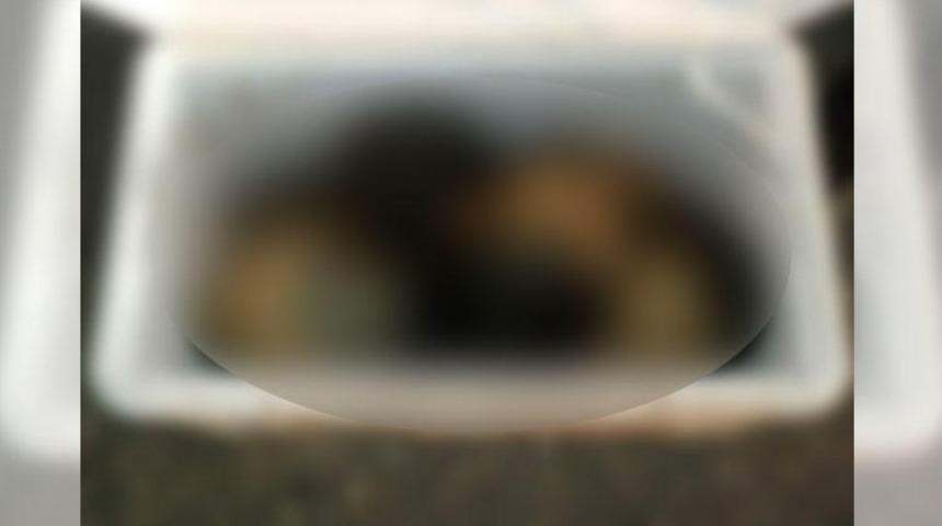 Meksika'da yol kenarındaki soğutucudan kesik 6 insan başı çıktı!