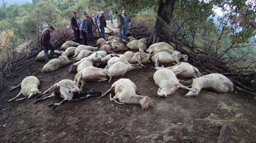 D&uuml;şen yıldırım 39 hayvanı telef etti