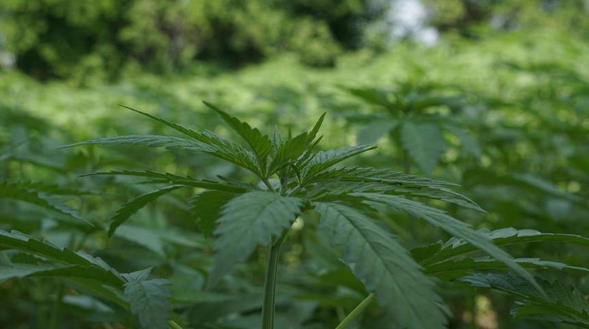 Kağıt krizi i&ccedil;in ilgin&ccedil; &ccedil;&ouml;z&uuml;m: Daha &ccedil;ok kenevir &uuml;retmeliyiz