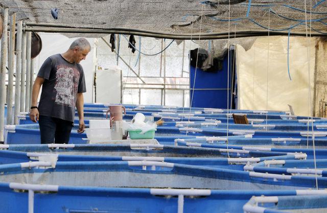 Turist rehberi, akvaryum hobisiyle ihracatçı oldu