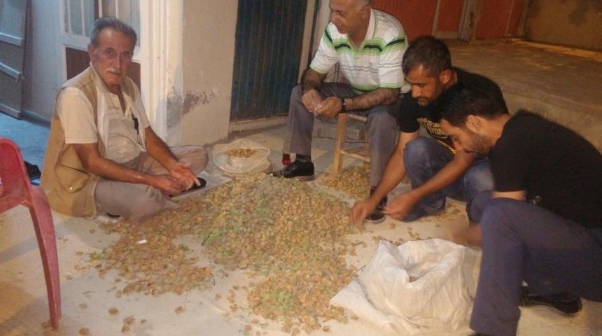 Gerc&uuml;ş&rsquo;te badem hasadı