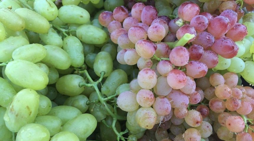 &Uuml;z&uuml;m bağları i&ccedil;in yeni proje