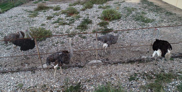 Deve kuşu yumurtasının boşu 100 liradan satılıyor  G4