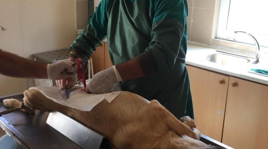 Erzincan belediyesi sokak hayvanlarına sahip &ccedil;ıkıyor