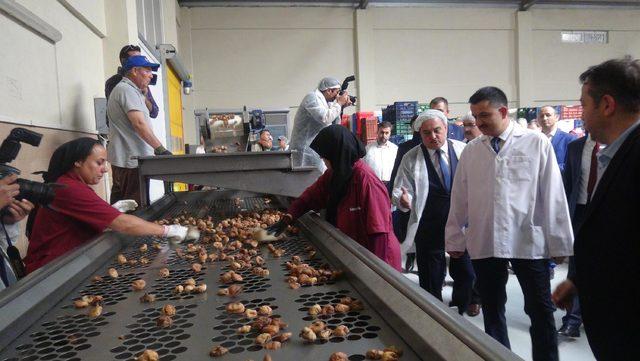 Bakan Pakdemirli, Aydın'da organik incir işleme tesisini gezdi
